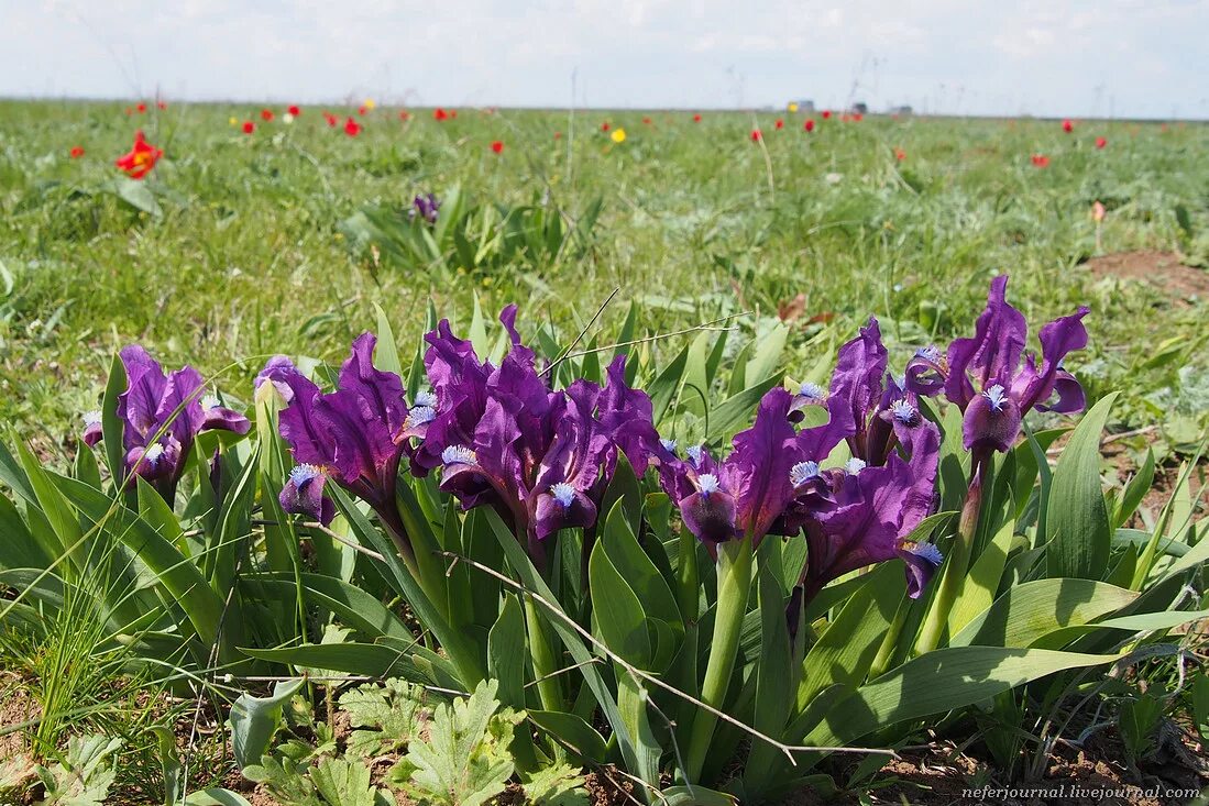 Заповедник ростовский тюльпановые поля. Дикие тюльпаны маныч гудило. Степные ирисы в калмыкии. Тюльпановая степь калмыкия. Фестиваль тюльпанов в калмыкии 2022.