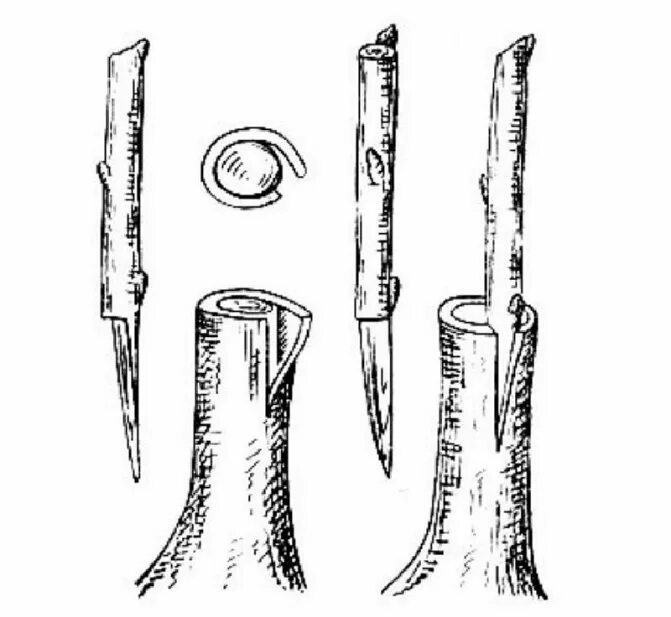 Прививка яблони за кору. Прививка яблони за кору весной. Прививка под кору плодовых деревьев. Прививка под кору плодовых деревьев весной.