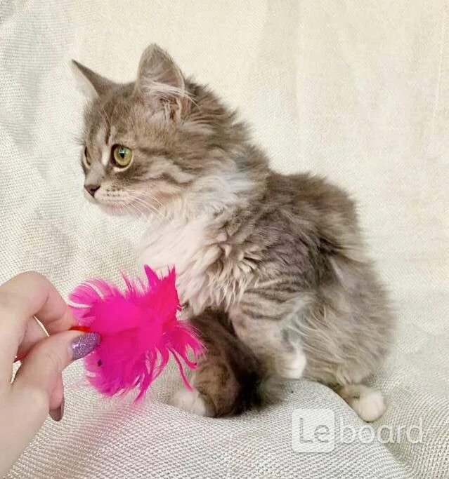 Кошка Пушинка. Котенок Стеша. Котенок крошка. Котенок Кроха.