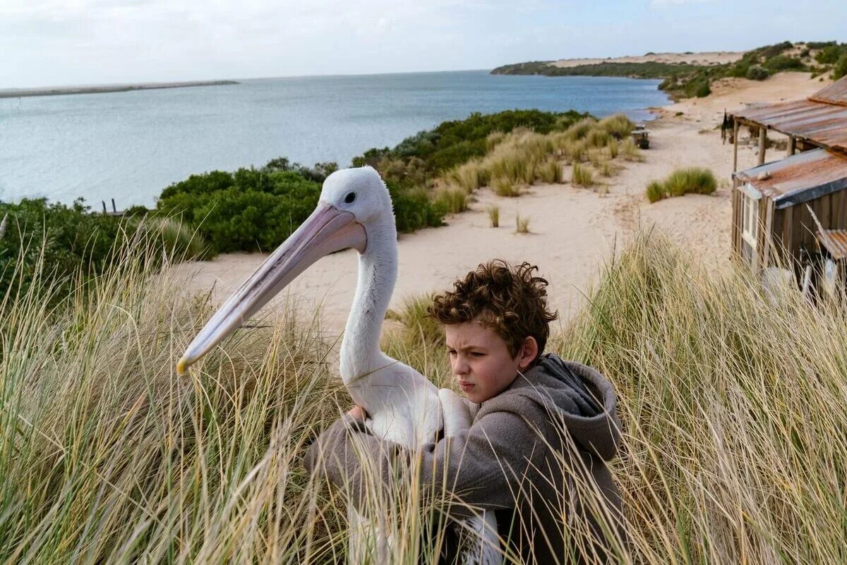 Storm boy мой друг мистер персиваль. Пеликан персиваль. Мистер персиваль. Storm boy мой друг мистер персиваль. Мой друг мистер персиваль (2019).