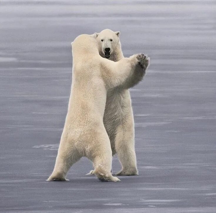 Где медведь танцует. Медведь танцует. Белый медведь смешной. Танцующий белый медведь. Белый медведь танцует.