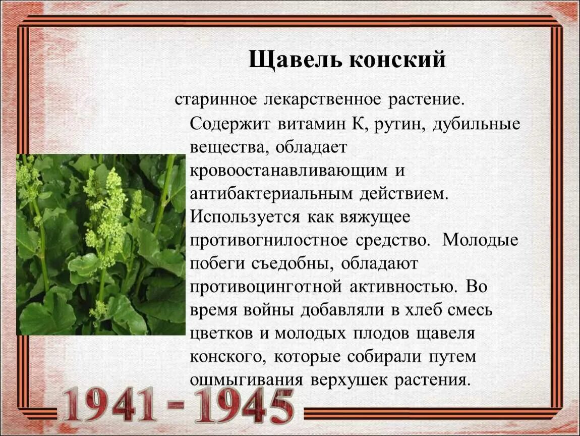 Щавель пример. Щавель конский лекарственное сырье. щавель конский описание 2 класс. щавель конский (rumex confertus). растение конский щавель.