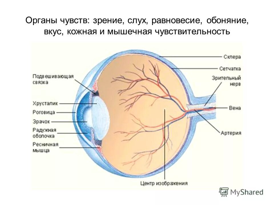 Органы чувств глаза 9 класс. Органы чувств орган зрения. Органы чувств зрение и слух. Глаза орган зрения. Орган зрения и орган слуха и равновесия.