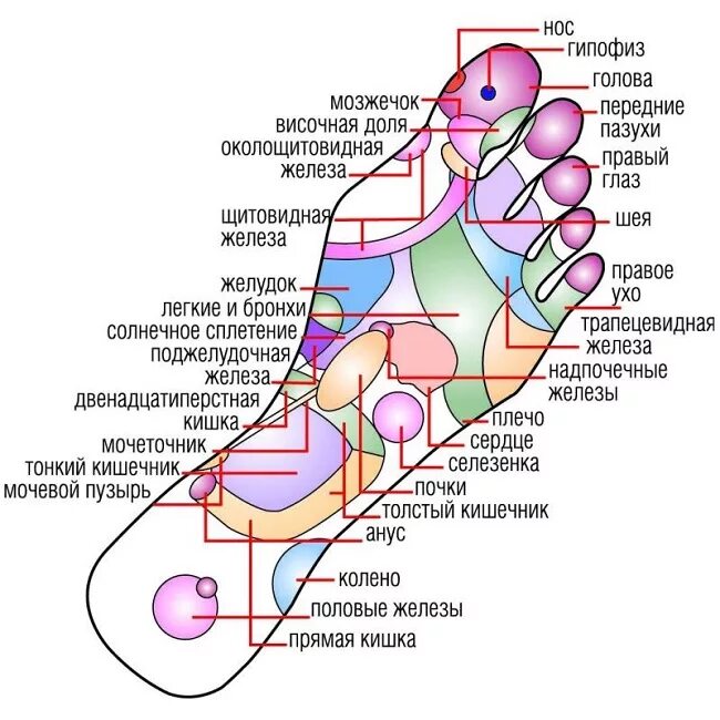 Массаж стоп техника. Массаж стоп ног точки. Подошва точки для массажа. Рефлексогенные зоны стопы. Точки на стопе для массажа.