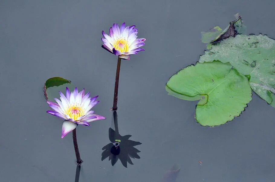 Голубой Египетский Нильский Лотос Nymphaea caerulea. Стебель кувшинки. Кувшинки под водой. Лотос корни в воде. Сцены с лотосами на воде