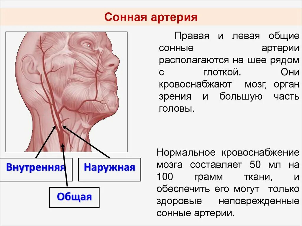 Где находится Сонная артерия у человека. Левая Сонная артерия кровоснабжает. Расположение сонной артерии на шее у человека. Сонные артерии у человека где расположены. Правая сонная артерия где находится
