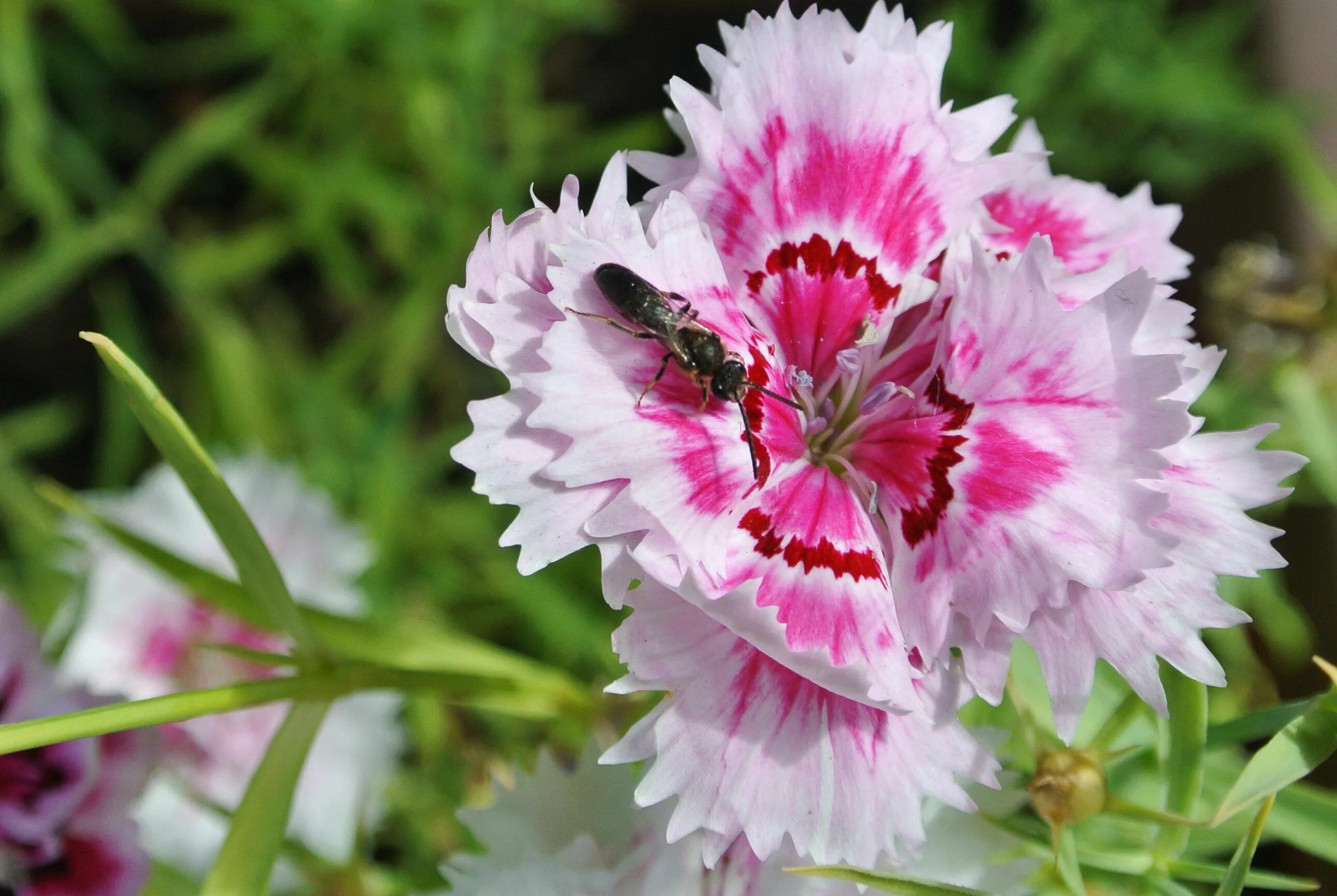 Dianthus chinensis гвоздика китайская. Гвоздика китайская махровая. Махровая китайская махровая гвоздика. Гвоздика китайская махровое чудо. Гвоздика китайская махровая выращивание