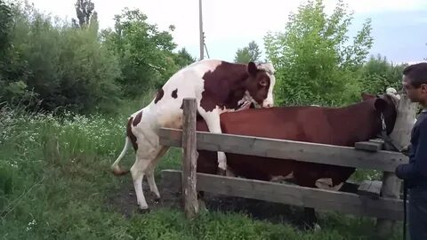 Спаривание быка с коровой