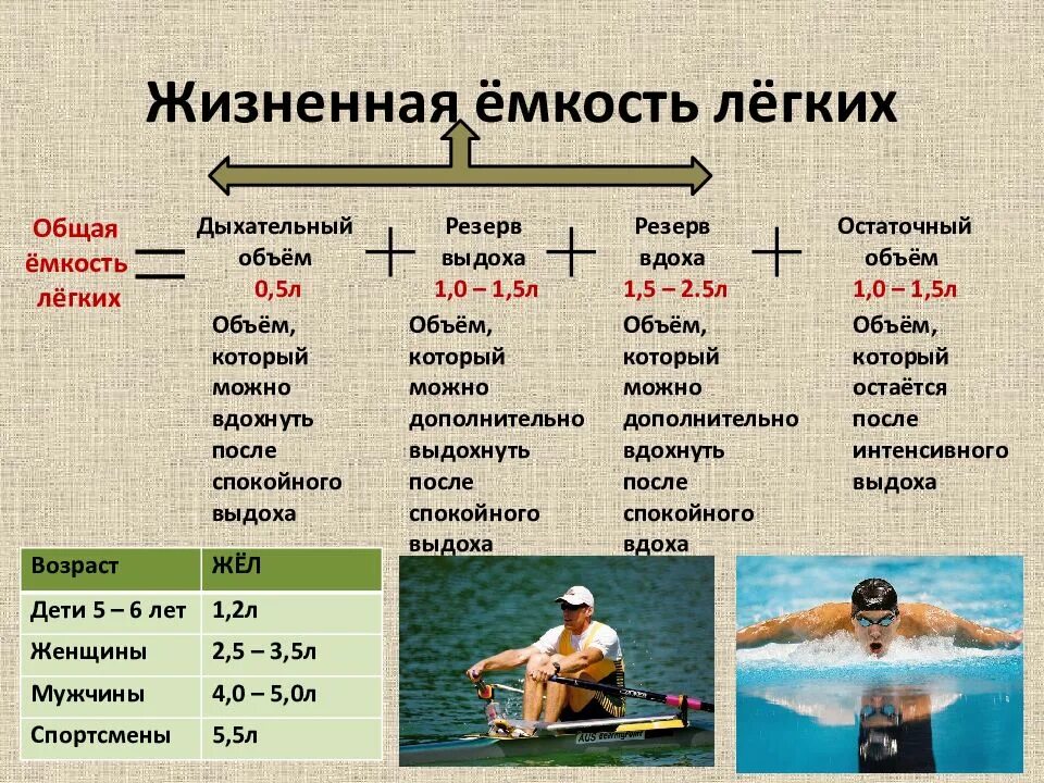 Конспект механизм дыхания жизненная емкость легких. Жизненную емкость легких (жел) составляет. жизненная емкость легких жел это. жизненная емкостл легких. житзненная емкость легки х.