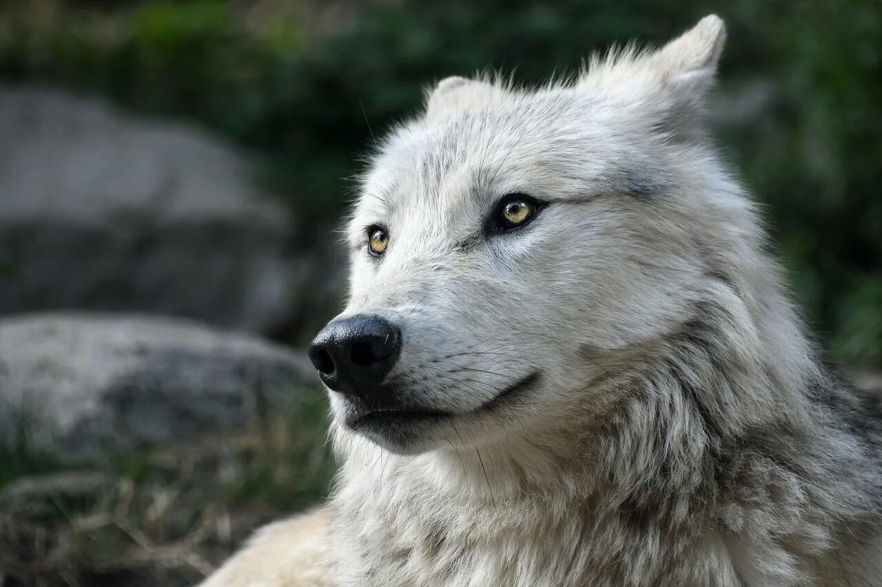 He wolf