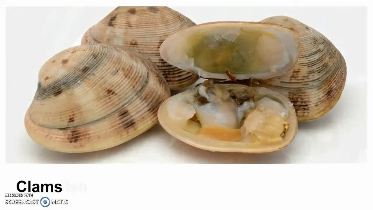 Clam cat