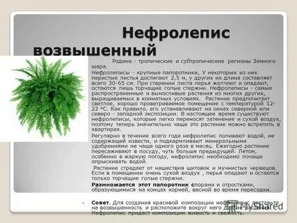 Приспособления папоротника