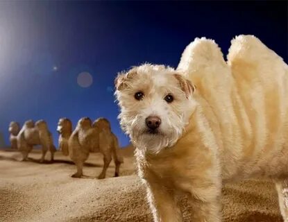 Dog peter