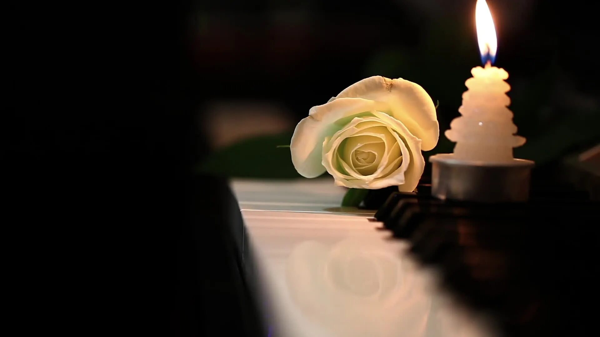 Белая память песня. Розы и свечи. Траурные свечи и цветы. Цветы и свечи. Цветы скорби.
