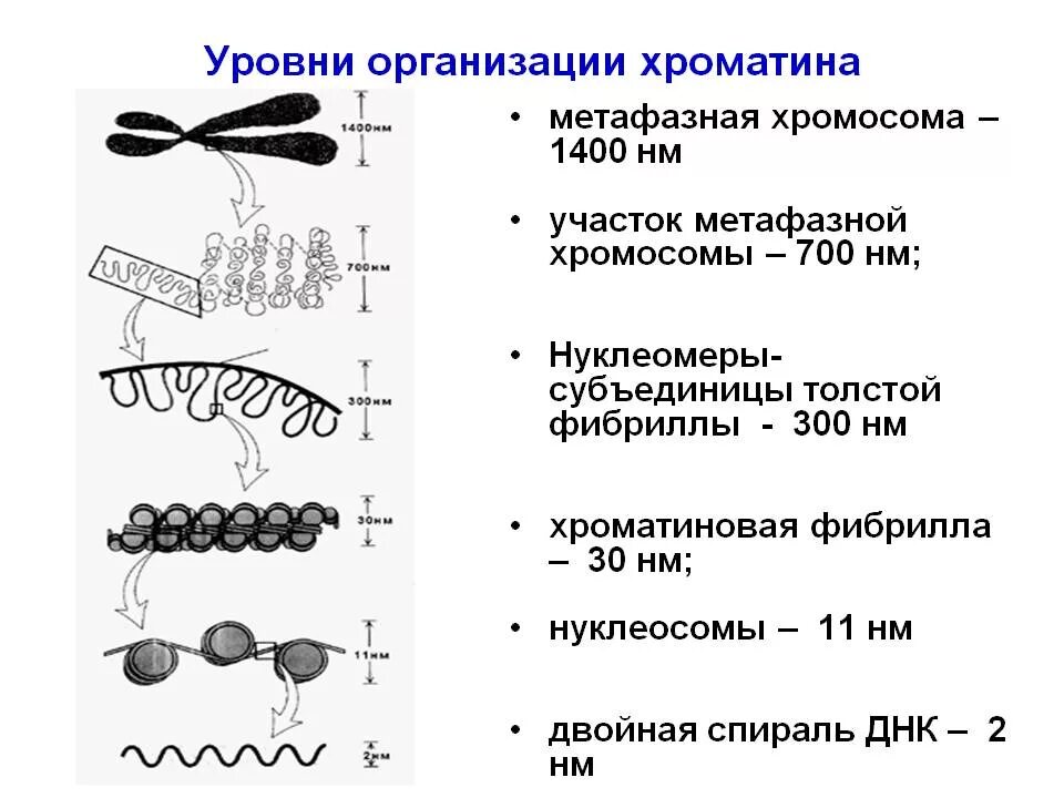 Уровни структурной организации хроматина хромосом. Уровни структурной организации хроматина. Уровни упаковки ДНК В хроматине. Уровни упаковки хроматина, нуклеосомы. Схема компактизации наследственного материала клетки