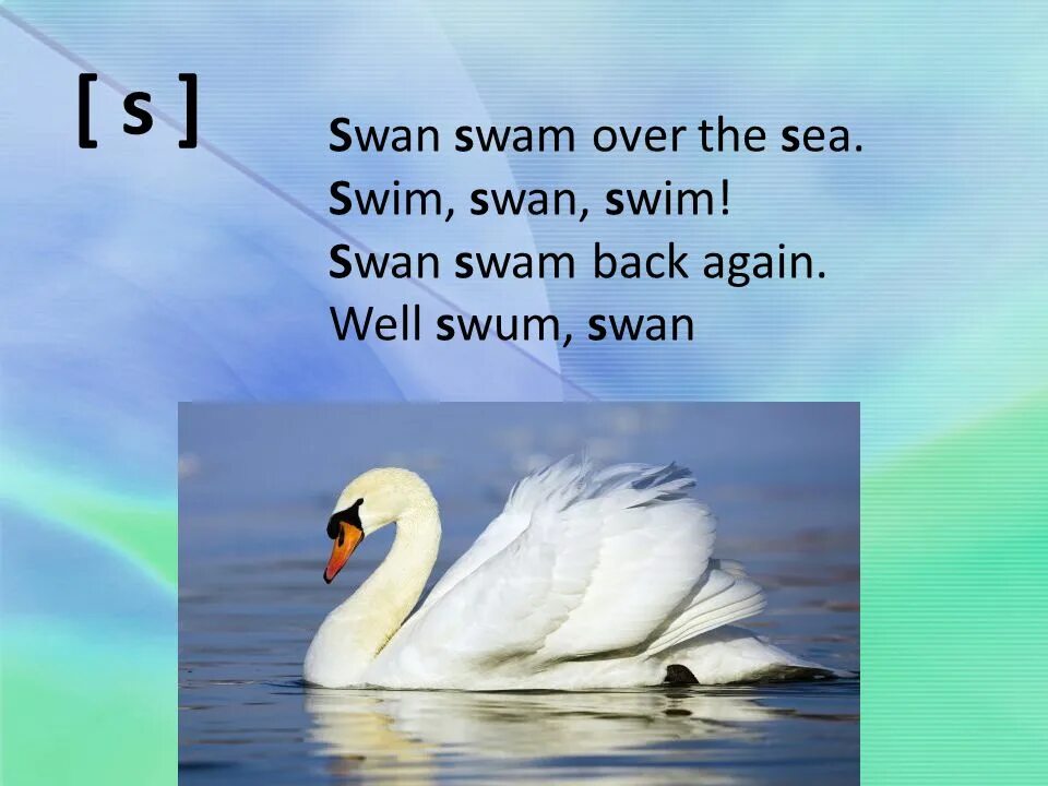 Лебедь шипун красная. Swan iii. Swan lake текст. Swan перевод. Swan song новелла.