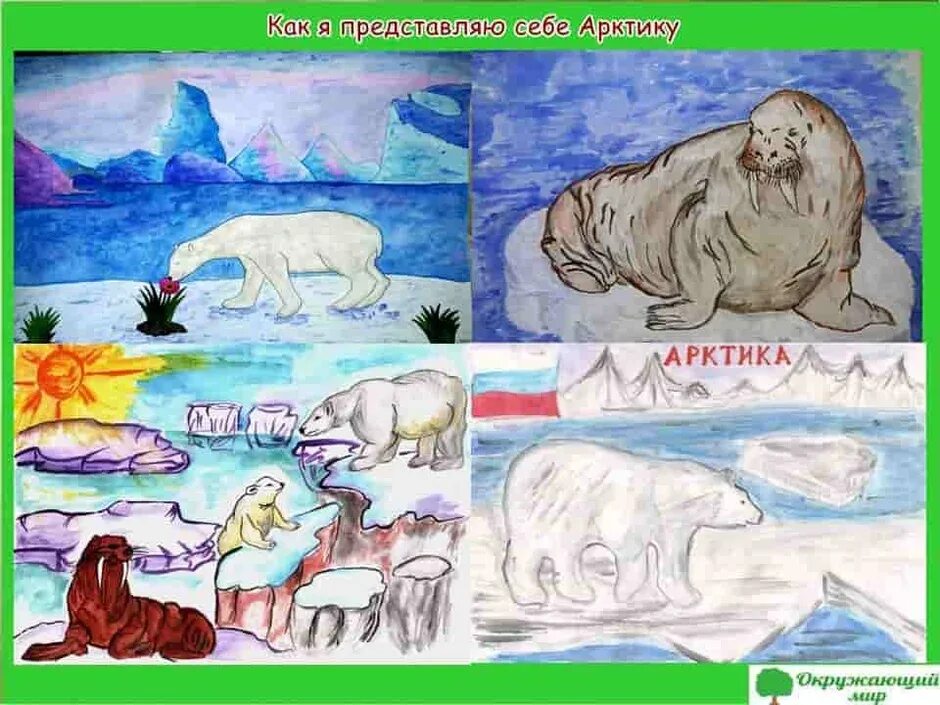 Животные природных зон 4 класс. Как я представляю себе Арктику. Арктика рисунок. Рисунок природной зоны. Нарисуй как ты представляешь себе Арктику.
