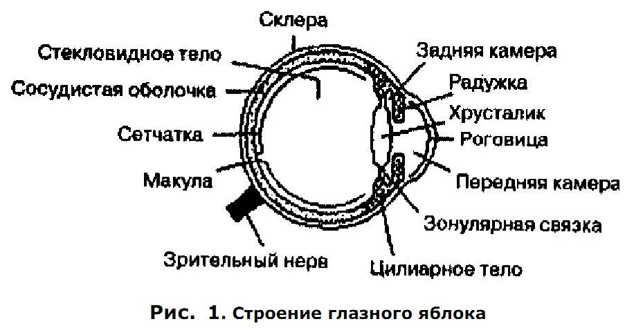 Изображение видимых предметов формируется на а роговице. Строение глазного яблока. Схема трех оболочек глазного яблока. Стенка глазного яблока схема. Строение глаза склера.