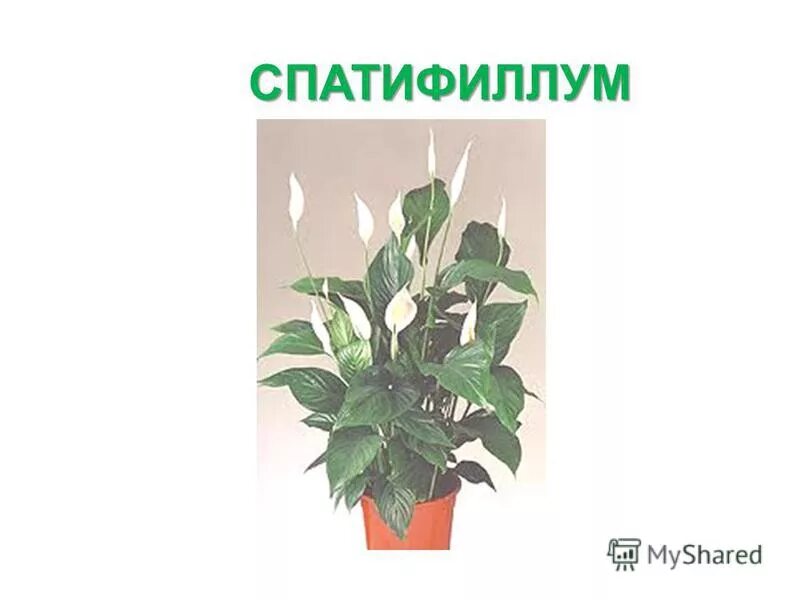 спатифиллум листья простые или сложные