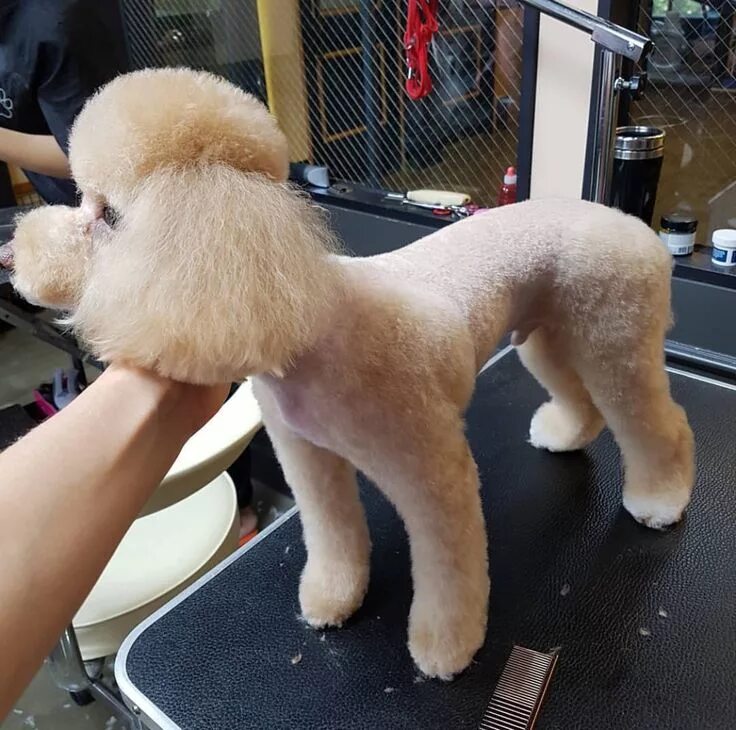 Pin on Doggies