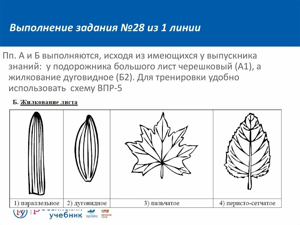 Жилкование покрытосеменных. Сетчатое жилкование листовой пластинки у. Перистое и пальчатое жилкование листьев. Пальчатое жилкование листа. Типы жилкования листьев 6 класс биология.