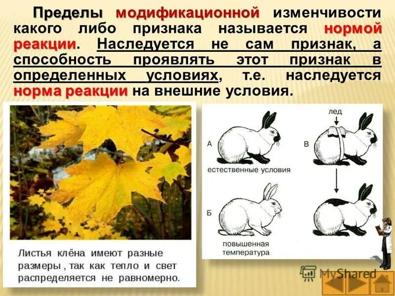 Какую изменчивость он наблюдал в ходе эксперимента. Какую изменчивость он наблюдал в ходе эксперимента