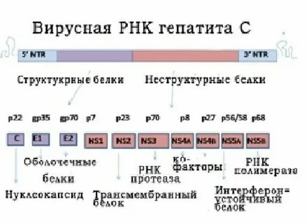 Пцр рнк вируса гепатита с количественно
