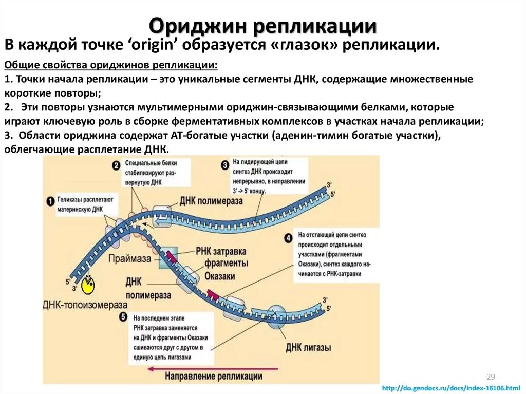 Ориджины репликации биохимия. Точки начала репликации (Origin). Репликация ДНК генетика. Репликация ДНК У прокариот схема. Репликация в биологии