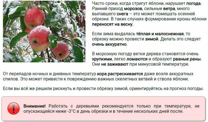 Почему яблоня сбрасывает яблоки. Болезни карликовых яблонь. схема посадки колоновидных яблонь. как правильно обрезать колоновидные яблони. как растет яблоня.