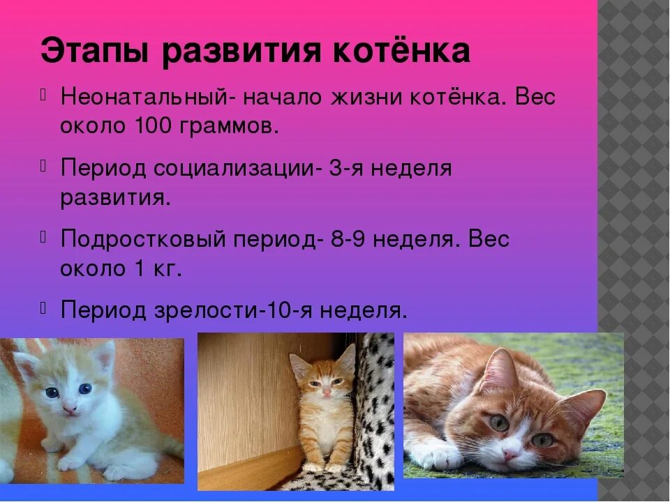 Котята по возрасту. Этапы развития кошки. Развитие котят. Возраст котенка. Как определить Возраст котенка.