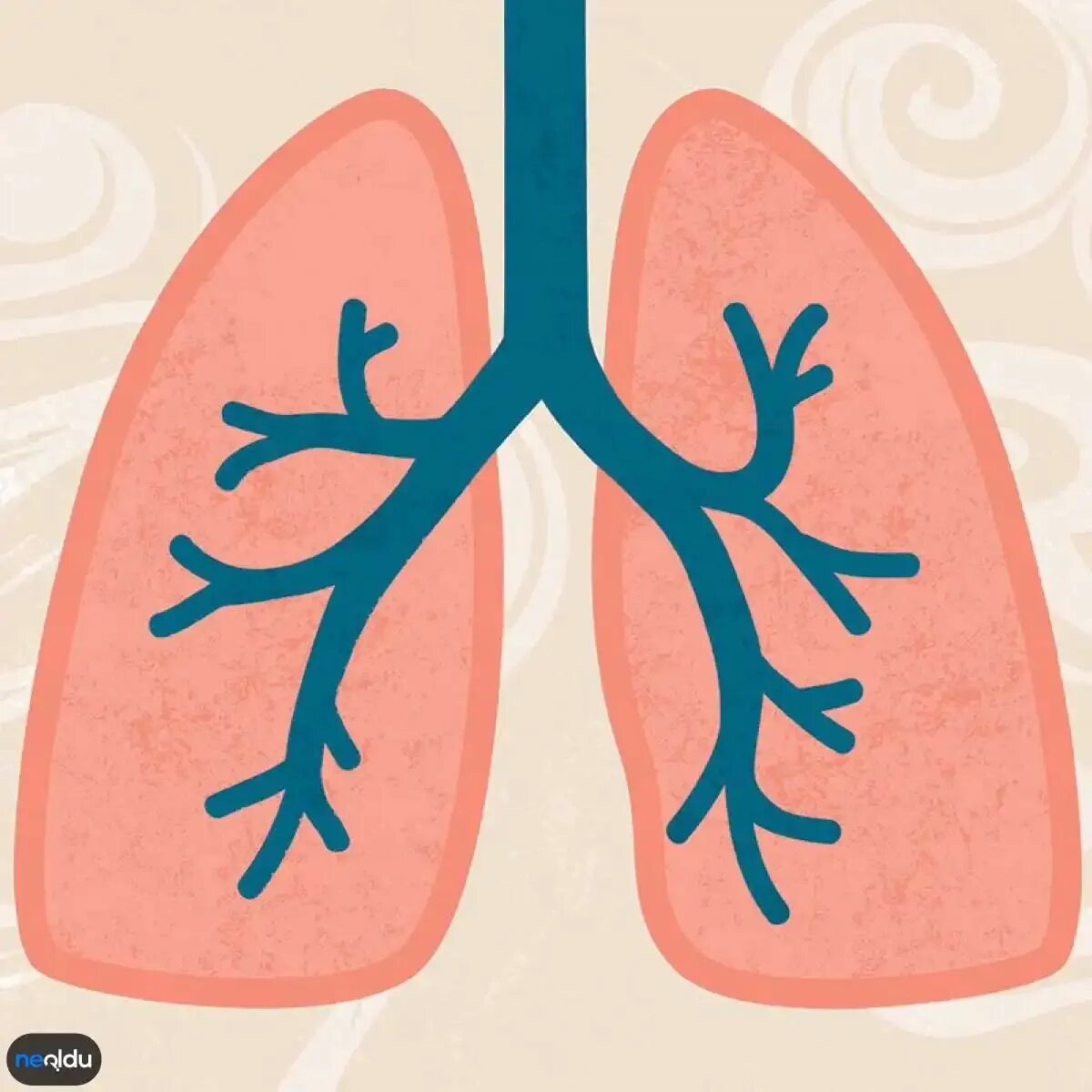 Couses of the obstructive bronchitis. Lungs illustration. Где проверяют легкие