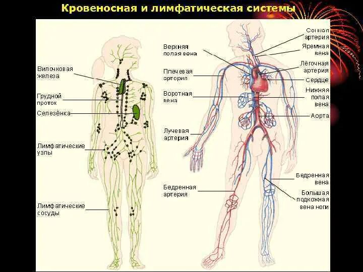 Лимфа и кровеносная система. Строение лимфатической системы человека рисунок. 3. Лимфатическая система. Лимфатическая система лимфоузлы. Лимфосистема схема