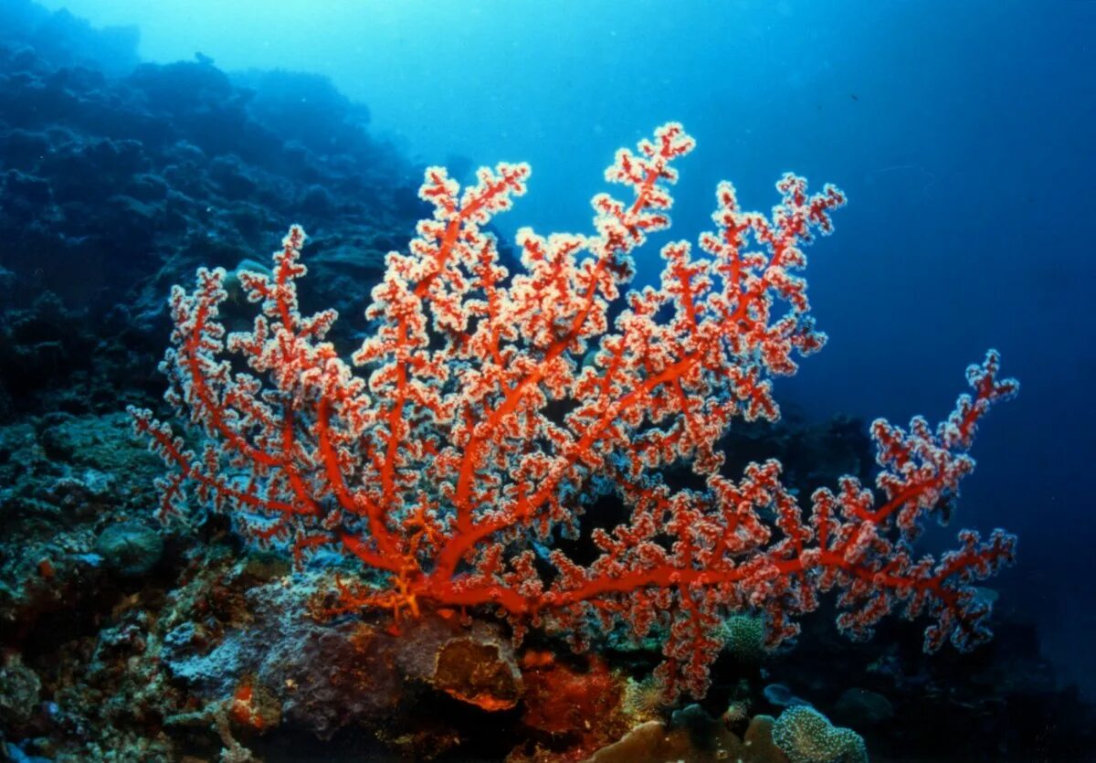 Coral more. Красный благородный коралл. Коралловые полипы рифы. Коралл циатофиллум. Красный коралл рифы.