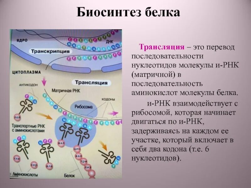 4 этапы синтеза белка. Биосинтез белка биология 11 класс. Трансляция Биосинтез белка. Биосинтез белка и нуклеиновых кислот. Трансляция Биосинтез белка кратко.