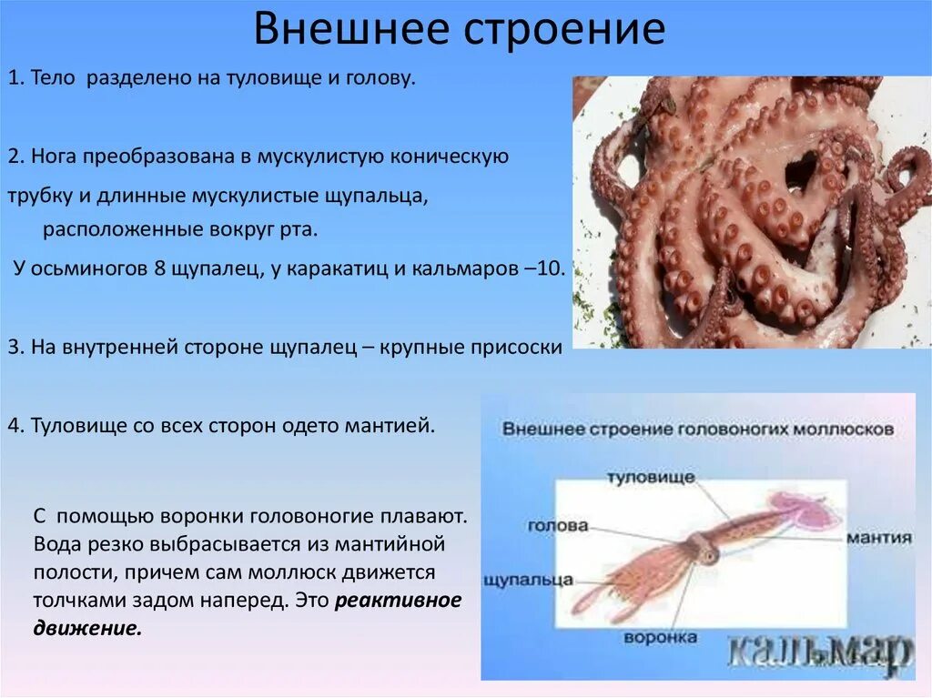 Головоногие голова. Строение головоногих моллюсков. Анатомия головоногого моллюска. Класс головоногие моллюски 7 класс биология. Класс головоногие внешнее строение.