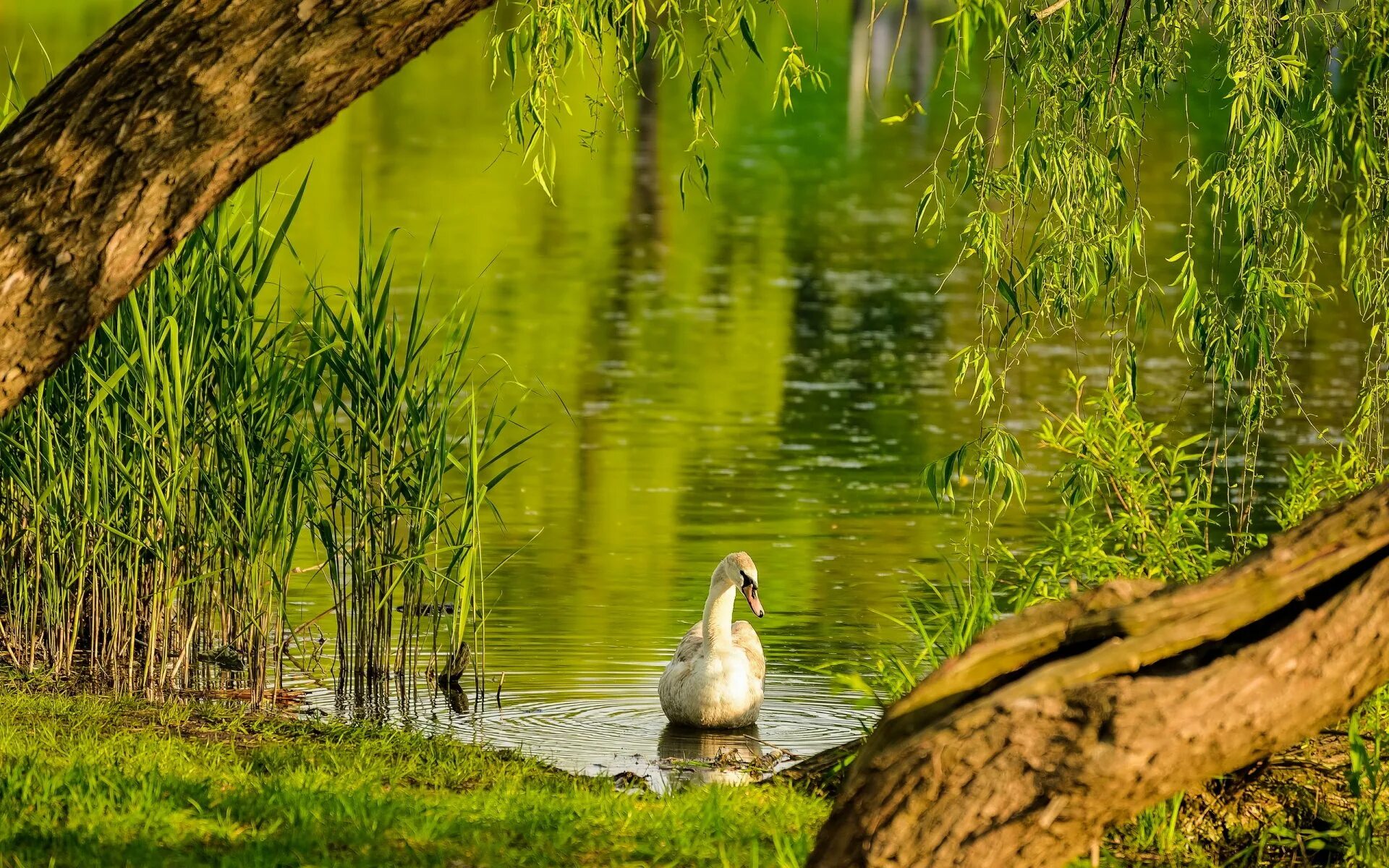Птицы на пруду. Лебеди на озере. Птицы на озере. Рыба березка