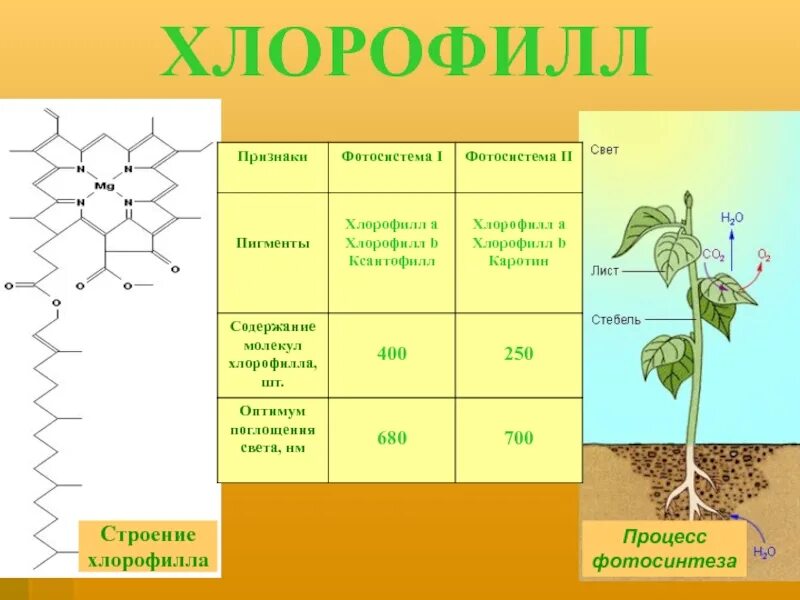 Какой растительный пигмент не образуется. Хлорофилл строение и функции. Хлорофилл в растениях. Пигменты фотосинтеза растений. Пигмент хлорофилл фотосинтез.