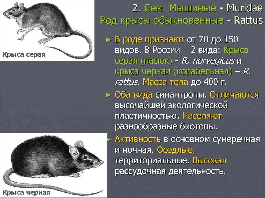 Сколько съедает мышь