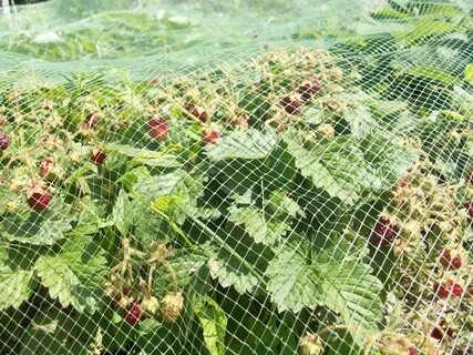 Сетка от птиц протект