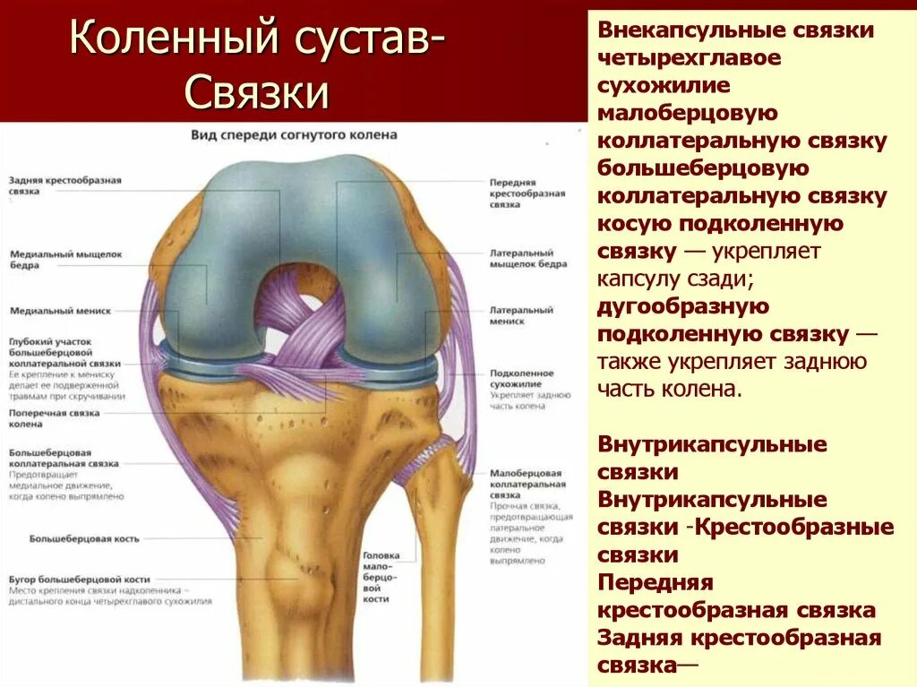 Внесуставные связки коленного сустава. Внутрисуставные связки коленного сустава. Связки коленного сустава спереди. Подколенная связка коленного сустава.