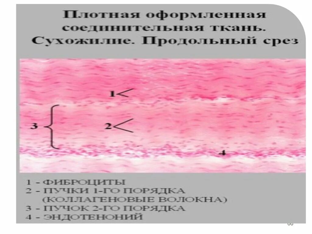 Плотная оформленная ткань. Плотная оформленная соединительная ткань. Плотная оформленная ткань эндотендиний перитендиний. Плотная оформленная соединительная ткань окраска Гэ. Плотная оформленная соединительная nrym.