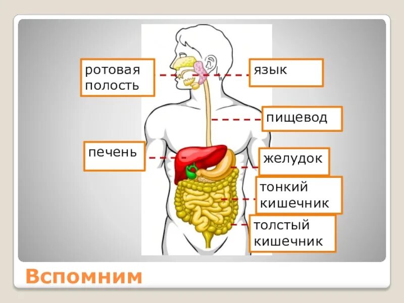 Органы пищеварения 4 класс. Органы пищеварительной системы человека 3 класс. Пищеварительная система человека 3 класс окружающий мир. Пищеварительная система человека схема 3 класс окружающий мир. Пищеварительная система человека схема 3 класс окружающий.