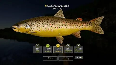 4 форели