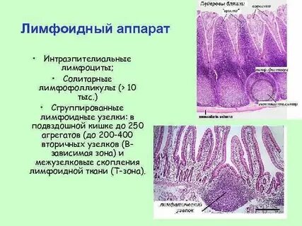 Лимфоидные фолликулы что это
