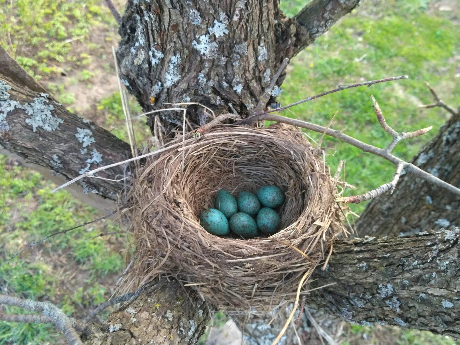 Птичьи гнезда на деревьях. Соловей гнездование. Гнездо для птиц.. Гнездо из веток. Птичье гнездо на дереве.