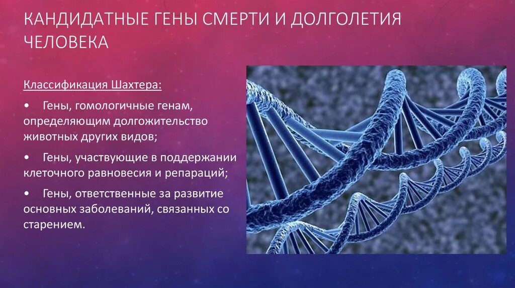 Клетки равновесия. Гены человека. Гены долголетия. Гены долголетия у человека. Гены в ДНК человека.
