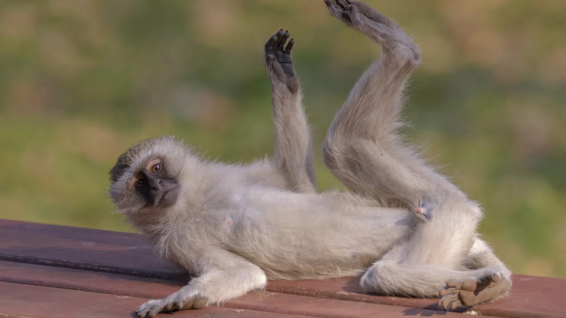 Monkey legs. Обезьяна в прыжке. Обезьяна. Коата жоффруа. Обезьянка бежит.