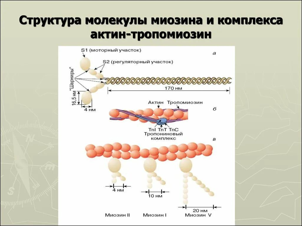 Состав актина. Состав актина и миозина. Строение белка миозина. Структура и строение актина. Актин и миозин структура белка.