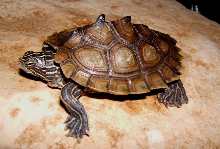 Черепаха форма. Шишковатая горбатая черепаха. Кольчатая горбатая черепаха. Graptemys nigrinoda. Змеиношейная черепаха.