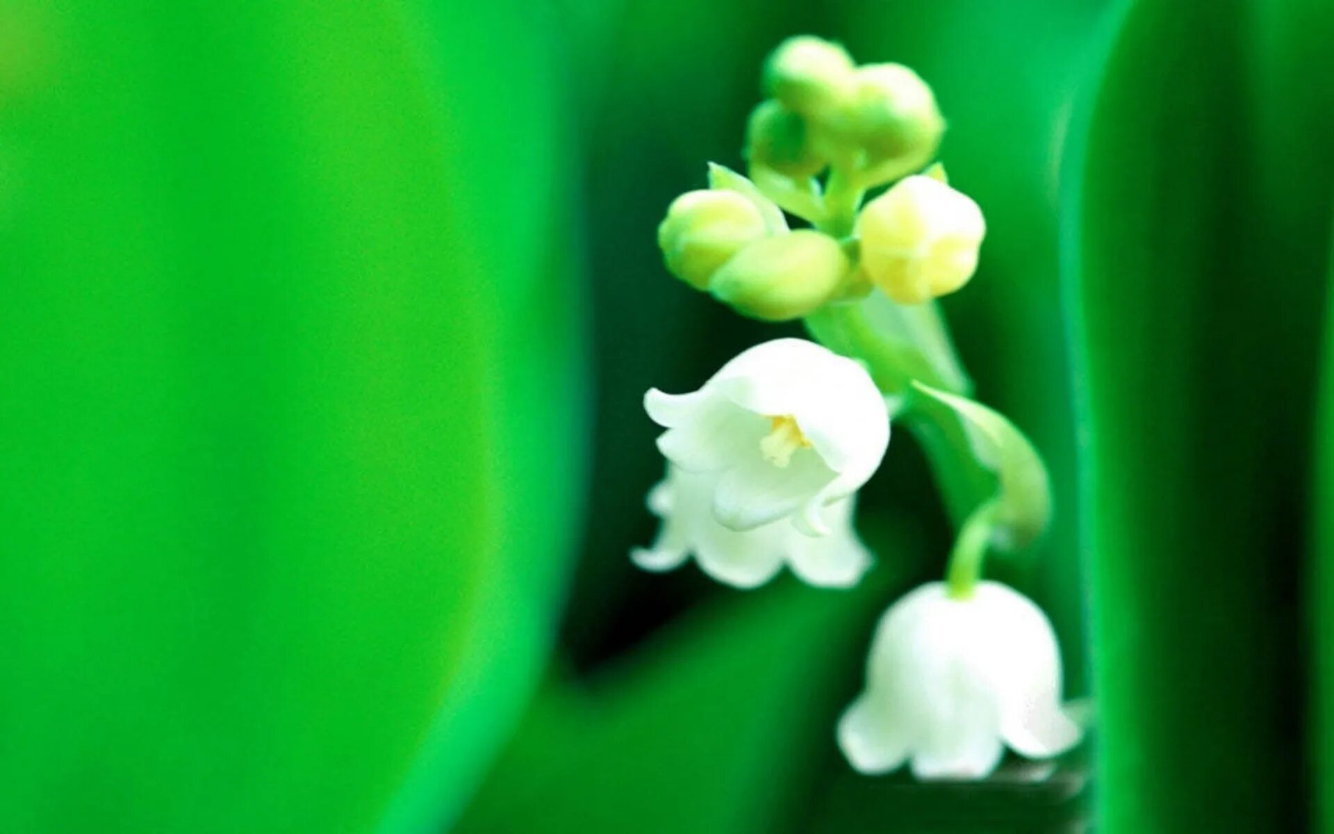 Funning flowers. Fun Flowers.